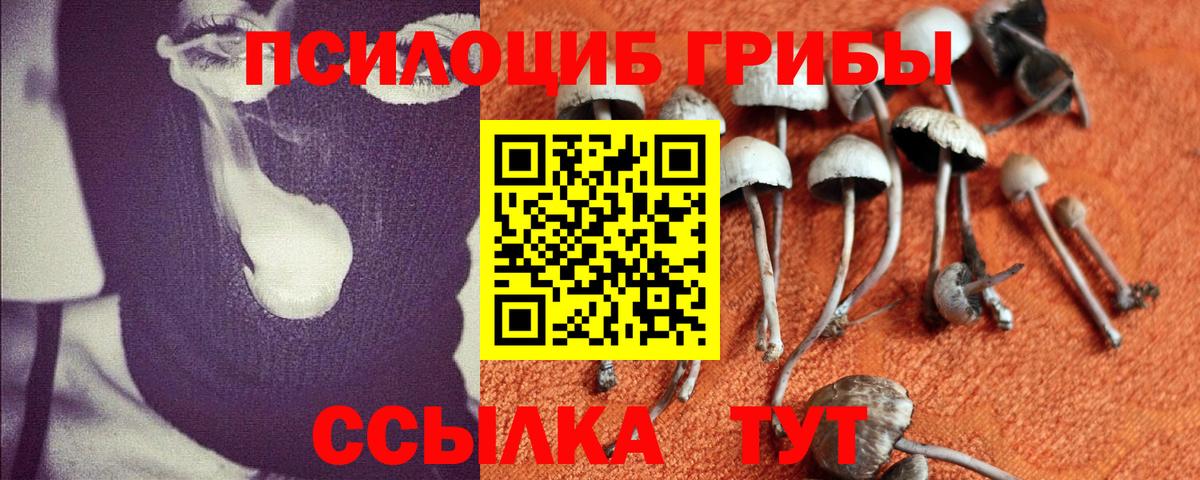 Барнаул  как найти   Вход с VPN  Псилоцибиновые грибы Psilocybe 